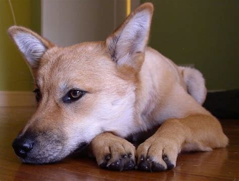 List of Coyote Mix Breed Dogs