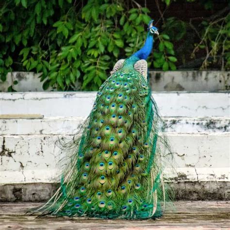 So, Can You Eat Peacock for Survival?