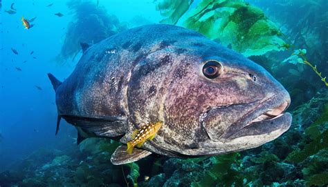 The Giant Sea Bass - Catalina Island Marine Institute