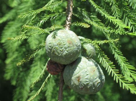 bald cypress cones | Gardening in the Panhandle