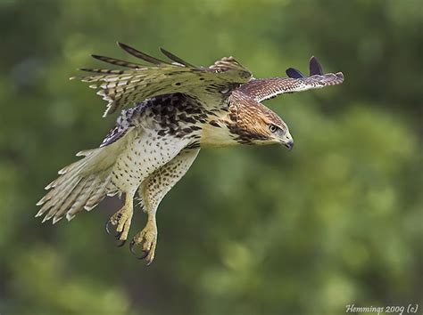 Red Tailed Hawk hunting | David Hemmings | Flickr