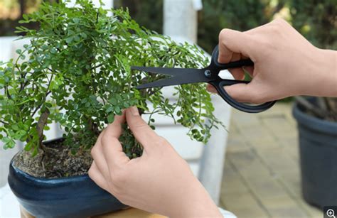 Beginner's Guide to Trimming Your Bonsai and Keeping It Healthy ...