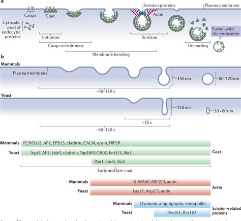 [PDF] Mechanisms of clathrin-mediated endocytosis | Semantic Scholar