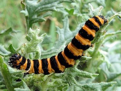 10th of Most Poisonous Caterpillars - The Legends For Mobiles