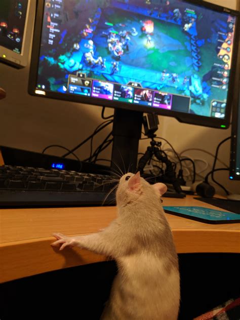 just a gaming mouse : r/RATS