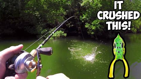 EPIC Topwater FROG Bass Fishing! (Frog Bass Fishing) – Bass Manager ...