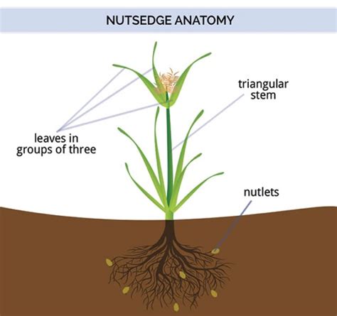 What Does Nutsedge Look like | Nutsedge Weed Identification Guide