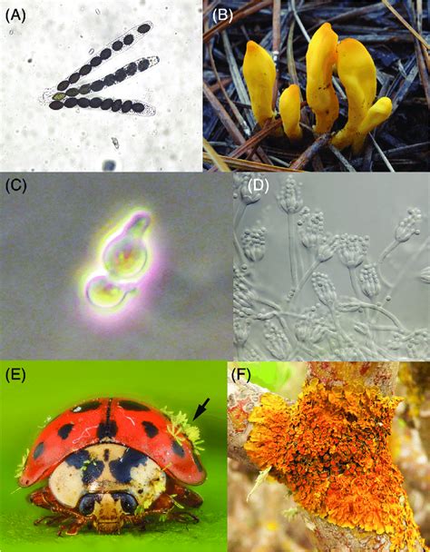 Diversity of Ascomycota. (A) Asci from Sordaria fimicola... | Download ...