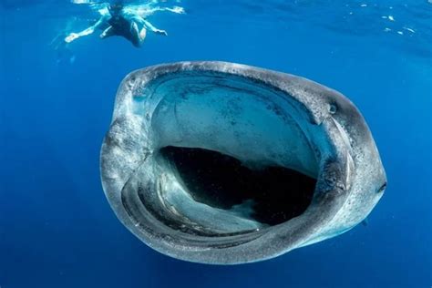 Do Whale Sharks Have Teeth? Everything You Need To Know – Ocean Action Hub