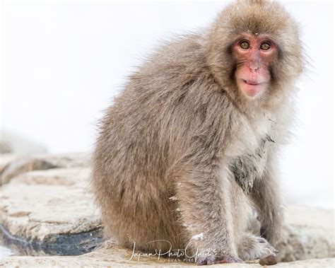 2018 Winter Wildlife Tour of Japan | Japanese Snow Monkeys | Japan ...