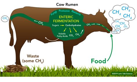 Environmental Impact of Our Food Choices - The Checkup