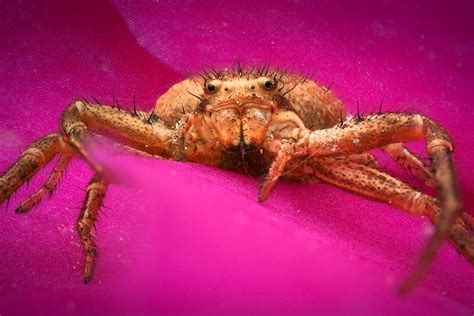 Who is afraid of spiders? on Behance