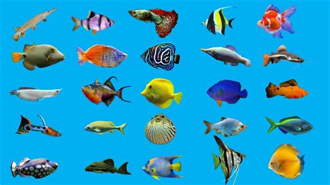 Different Types Of Fishes In Aquarium With Names