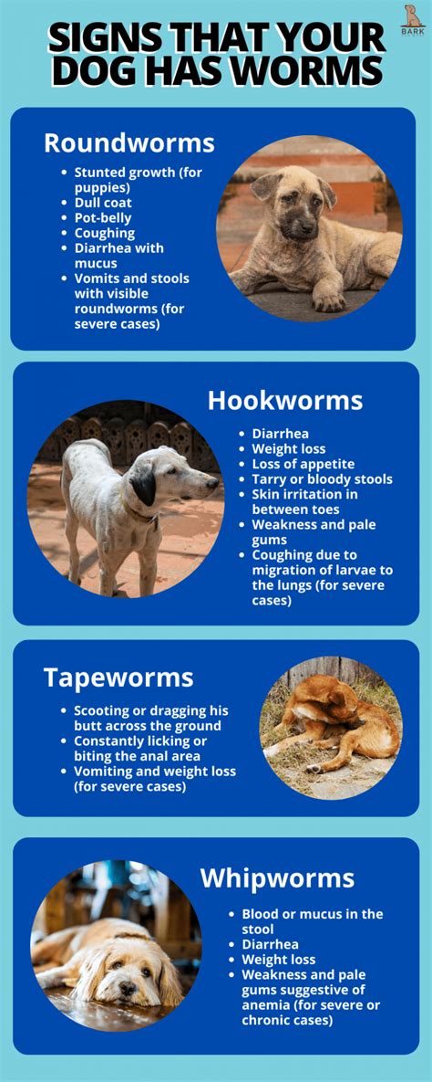 All About Canine Worms And How To Deworm A Dog Properly | Bark For More