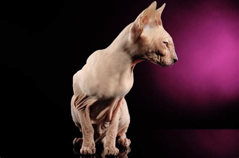 Premium Photo | Sphynx hairless cat on dark purple background