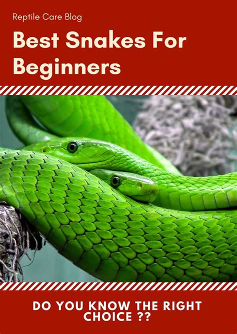 BEST SNAKE FOR BEGINNERS | Reptile care, Snake, Beginners