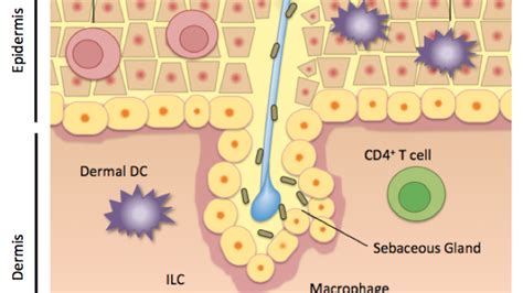 Innate Immune System Skin