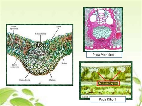 Gambar Struktur Daun Monokotil – pulp