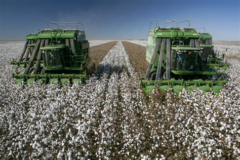 Cotton Harvest with a Harvester Machine Editorial Photo - Image of ...