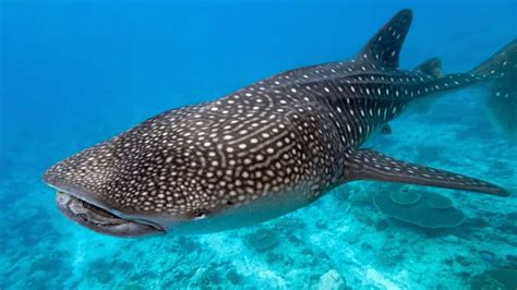 Tiburón Ballena Holbox – Una experiencia increíble - Info Quintana Roo