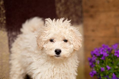 Fluffy Poodles – Kellys Kennels