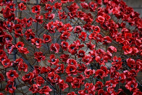 It's almost Remembrance Sunday again, so people are arguing about ...