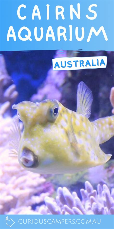 Cairns Aquarium Review - All You Need to Know