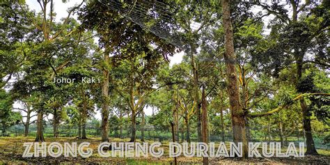 Nearest Durian Farm from Singapore. Zhong Cheng Durian Farm in Kulai ...