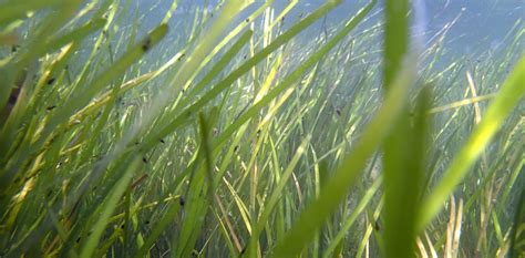 Restoring seagrasses can bring coastal bays back to life