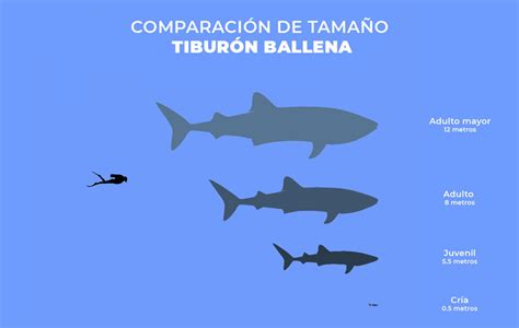 Tiburón ballena: El Gigante de los Océanos - Top Buceo