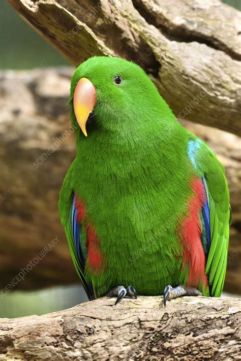 Male eclectus parrot - Stock Image - C048/6596 - Science Photo Library