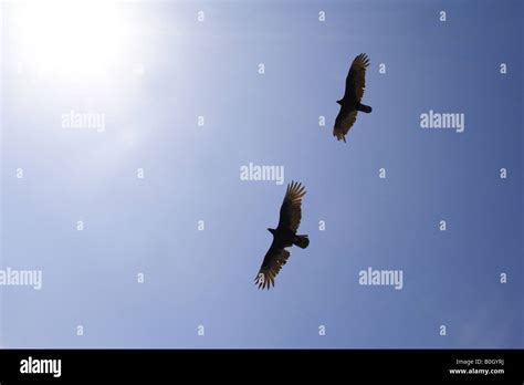 two birds flying Stock Photo - Alamy