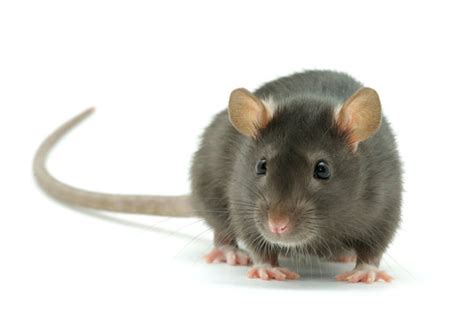 Rat Images – Browse 1,577,917 Stock Photos, Vectors, and Video | Adobe ...