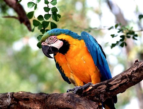 Arara canindé - Brasil