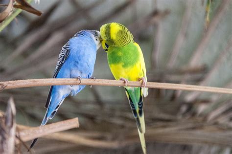 How to Encourage Your Budgies to Breed - A Complete Guide - Budgie Basics