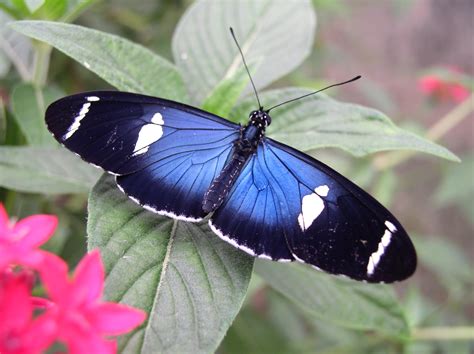 Heliconius Butterfly Works - Ecuador