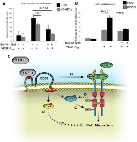 Participation of Syk in the VEGFR-2 signaling pathway. (A-B ...