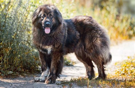 Russian Bear Dog - A Complete Guide To The Caucasian Shepherd