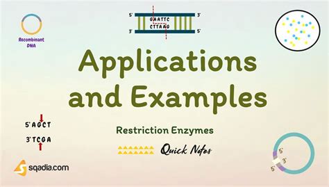 Restriction Enzymes - Application and Examples