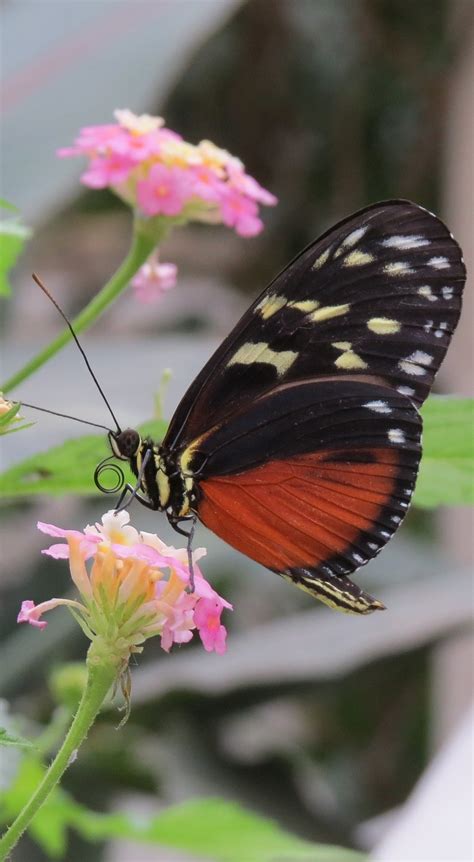 Heliconius butterfly on a flower - About Wild Animals