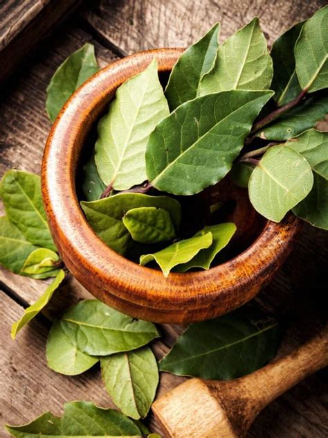 Bay Leaf: Tips And Tricks For Cooking With This Aromatic Herb