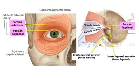 MUSCULO ORBICULAR | Músculo, Músculos de la cara, Musculos