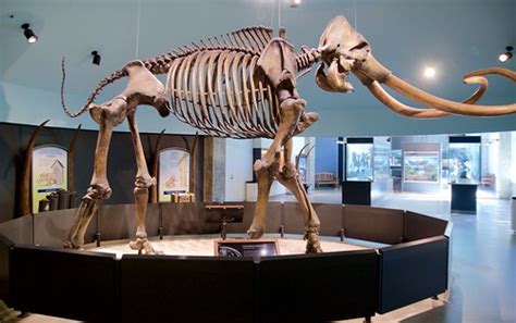 Columbian Mammoth skeleton, recovered from La Brea Tar Pit… | Flickr