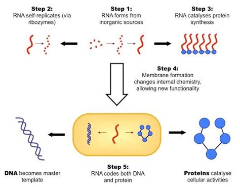 GENETIC CODE AND THE RNA WORLD IN THE EVOLUTION OF CELL.....