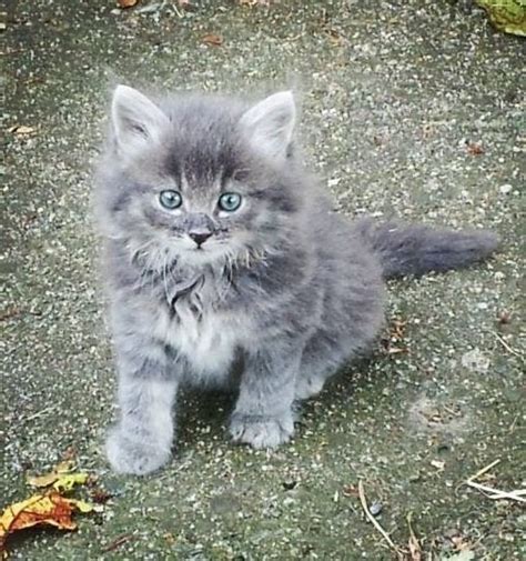 Fluffy grey kitten with beautiful blue eyes : aww