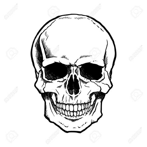 skeleton head drawing - Google Search | Skull sketch, Human skull ...