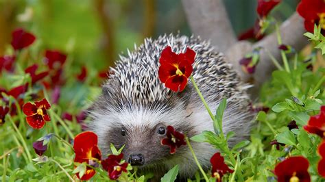 Hedgehog | San Diego Zoo Animals & Plants