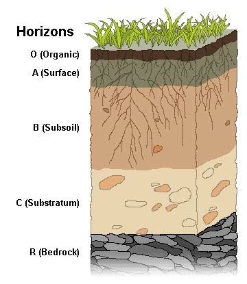 9.1 Soil Profiles & Processes | Environmental Biology