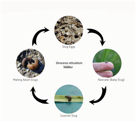 Biology and Life Cycle of the Gray Field Slug | College of Agricultural ...