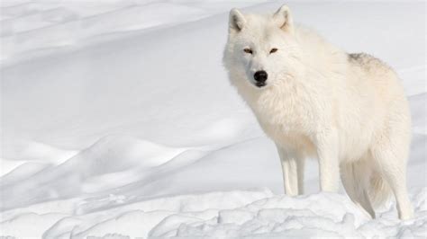 What do arctic wolves eat